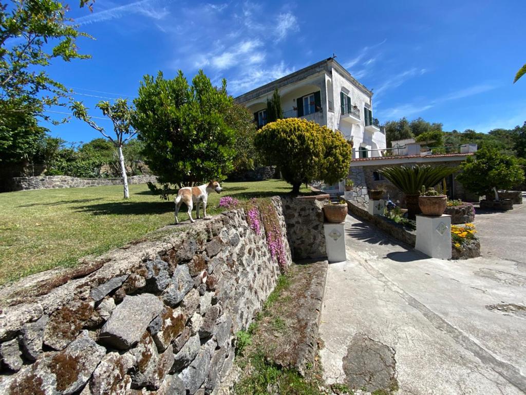 Villa Vincenzo Di Meglio Barano d'Ischia ภายนอก รูปภาพ