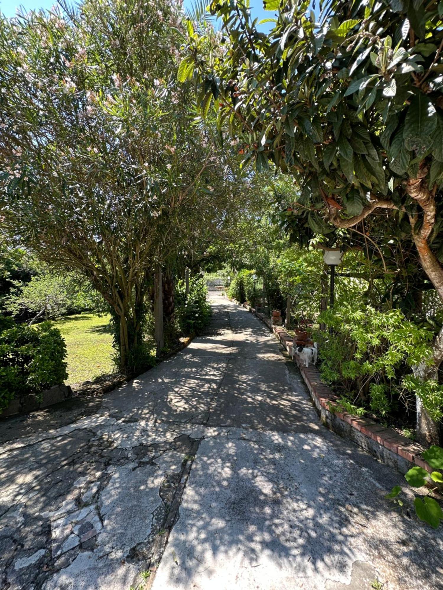 Villa Vincenzo Di Meglio Barano d'Ischia ภายนอก รูปภาพ