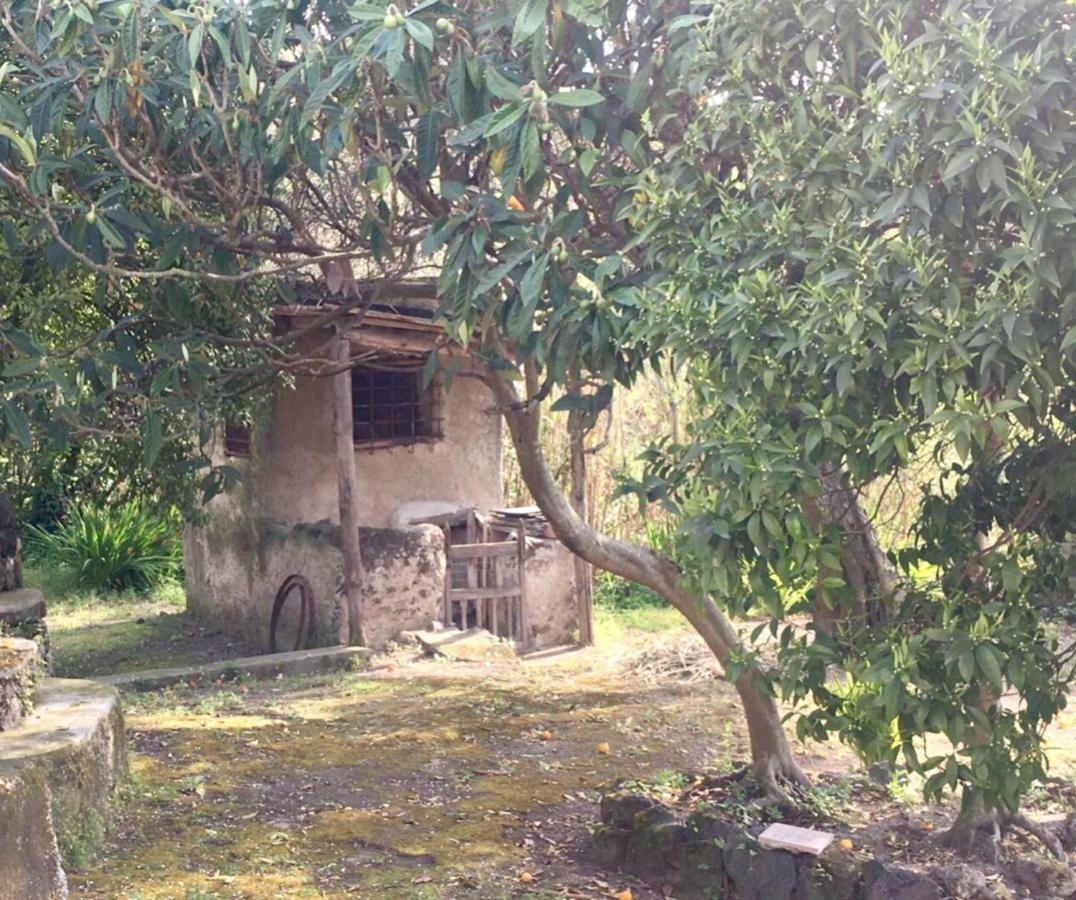 Villa Vincenzo Di Meglio Barano d'Ischia ภายนอก รูปภาพ